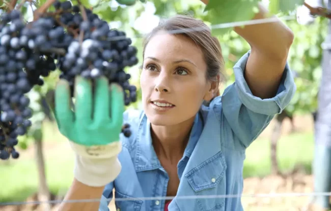 A person with gloves and a blue shirt inspecting grapes on a vine