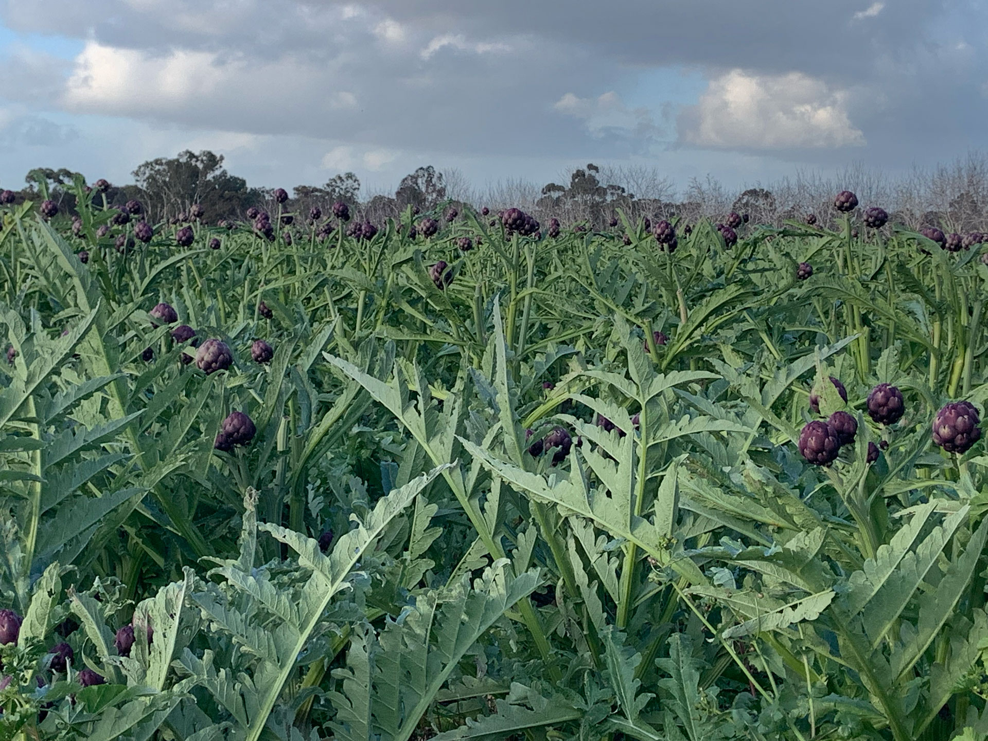 Pezzaniti Produce artichoke field