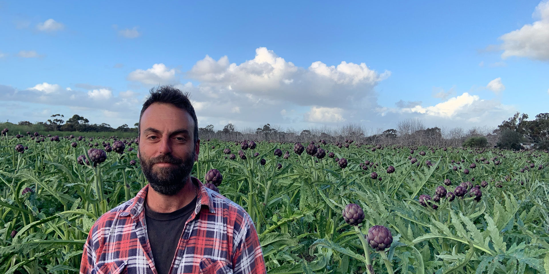 Pezzaniti Produce in Hillier are the 5th biggest artichoke producers in