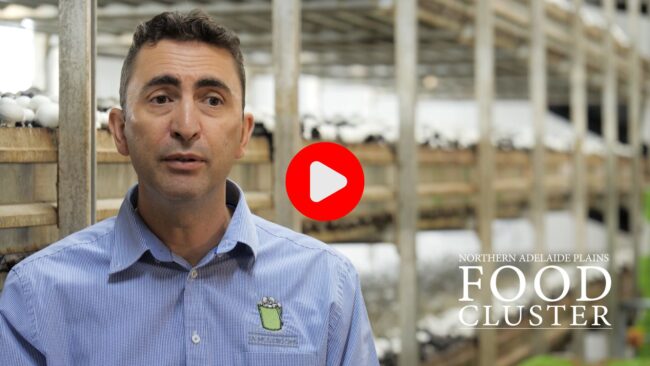 Nick Femia from SA Mushrooms. Northern Adelaide Plains Food Cluster.