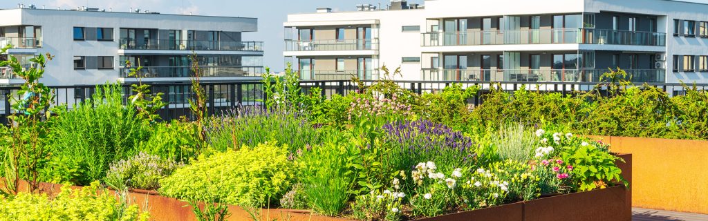 oftop garden with apartments in the background