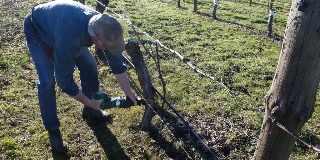 Join Barossa growers at the Reinvesting in Barossa Vineyards workshop to explore cost-benefit analysis, regionalised returns, and vineyard management options. 29 January 2025.